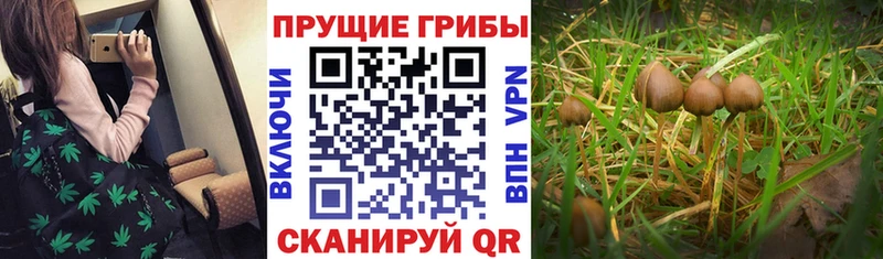Купить где  Шацк  Псилоцибиновые грибы ЛСД 